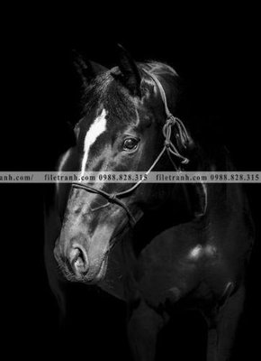 File in mica buc tranh ngua den trang 137 (ảnh gốc) đẹp