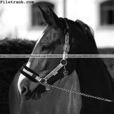 Tải file buc tranh ngua den trang 138 (ảnh gốc) file AI/EPS