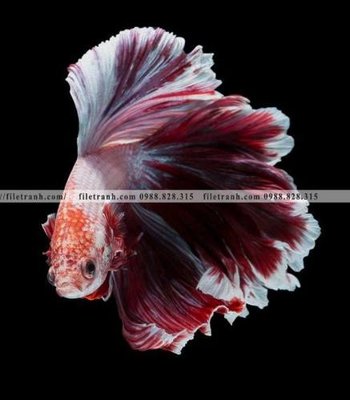 Tải file gốc ca vang mau sac sang trong nhe nhang 121 (in không vỡ ảnh)