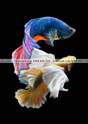 File in trần ca vang mau sac sang trong nhe nhang 130 (bản gốc) bầu trời