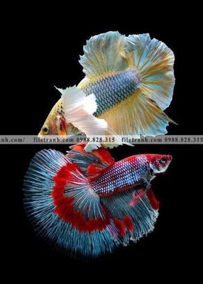 Tải file ca vang mau sac sang trong nhe nhang 131 (ảnh gốc) 300dpi ca vang mau sac sang trong nhe nhang 131