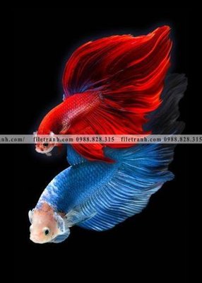 File gốc ca vang mau sac sang trong nhe nhang 132 (trang trí) phòng trẻ em