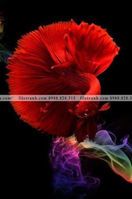 Tải file gốc ca vang mau sac sang trong nhe nhang 133 (in bạt) quảng cáo