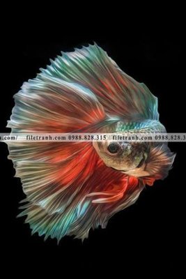 File tranh ca vang mau sac sang trong nhe nhang 134 (gốc) chủ đề con người