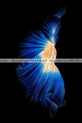 File tranh in trần 3D ca vang mau sac sang trong nhe nhang 137 (ảnh gốc)