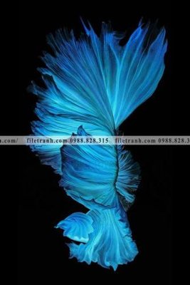 Download file ca vang mau sac sang trong nhe nhang 139 (chất lượng in ấn)