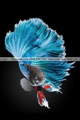 Download file gốc ca vang mau sac sang trong nhe nhang 148 (độ nét cao)