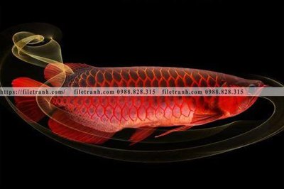 File tranh ca vang mau sac sang trong nhe nhang 149 (gốc) chủ đề tĩnh vật