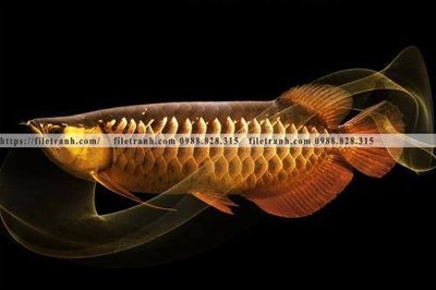 Tải file ca vang mau sac sang trong nhe nhang 150 (gốc) làm file thiết kế