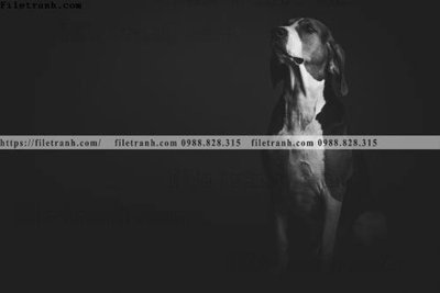 File ảnh can canh chup anh dong vat den trang 201 (gốc) in poster