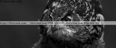 Chi tiết file gốc can canh chup anh dong vat den trang 205 (cho in tráng gương)