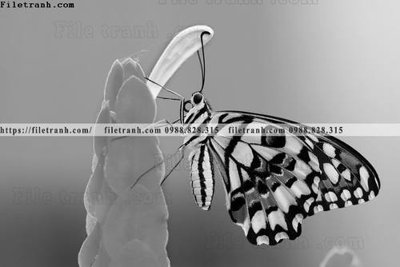 File gốc can canh chup anh dong vat den trang 209 (cho in 3D) độc đáo