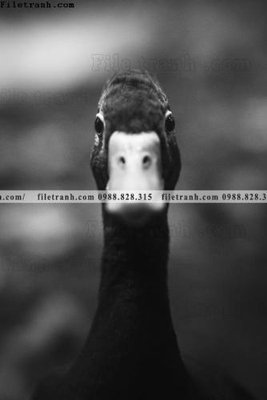 Download file can canh chup anh dong vat den trang 210 (gốc) in mica cao cấp