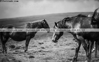 File tranh can canh chup anh dong vat den trang 212 (bản gốc) treo tường