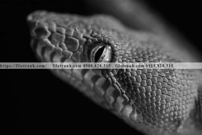 File in trần can canh chup anh dong vat den trang 217 (file gốc) chủ đề vũ trụ