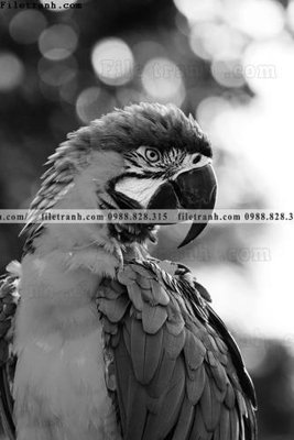 File in ấn can canh chup anh dong vat den trang 222 (bản gốc) chất lượng cao