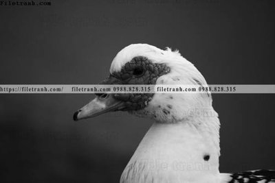 File tranh can canh chup anh dong vat den trang 226 (gốc) chủ đề con người