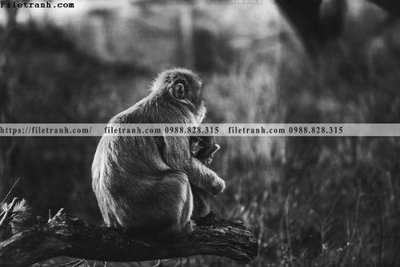 File tranh can canh chup anh dong vat den trang 227 (gốc) in film