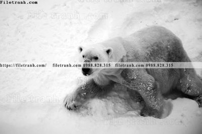 Tải file can canh chup anh dong vat den trang 233 (gốc) làm file thiết kế