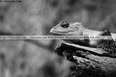 Tải file can canh chup anh dong vat den trang 241 (ảnh gốc) file AI/EPS