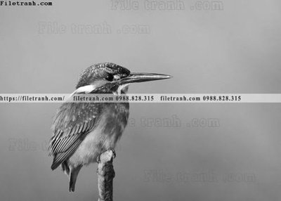 File in ấn can canh chup anh dong vat den trang 242 (bản gốc) sắc nét