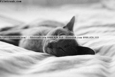 File gốc can canh chup anh dong vat den trang 247 (chuẩn màu) cho in offset