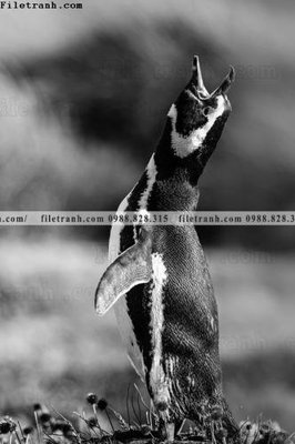 Tải file gốc can canh chup anh dong vat den trang 251 (in khổ lớn) không vỡ