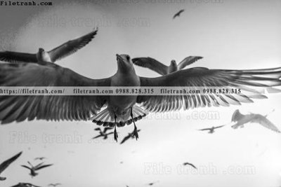 File tranh can canh chup anh dong vat den trang 254 (gốc) in film