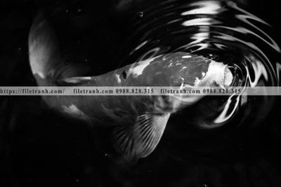 Download file can canh chup anh dong vat den trang 257 (gốc) in mica đèn LED