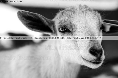 Download file gốc can canh chup anh dong vat den trang 260 (dùng cho in ấn)