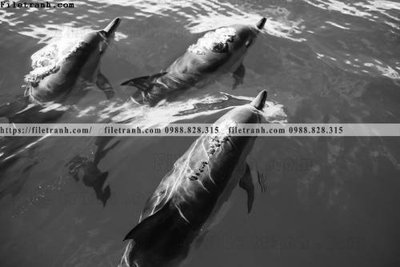 File gốc can canh chup anh dong vat den trang 264 (in lụa) chi tiết cao