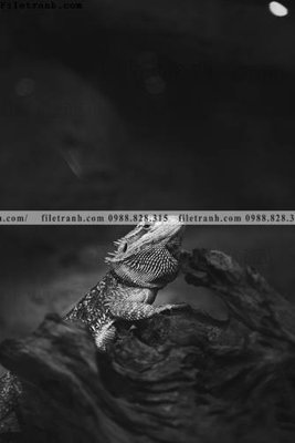 Tải file can canh chup anh dong vat den trang 266 (gốc) làm tranh trang trí