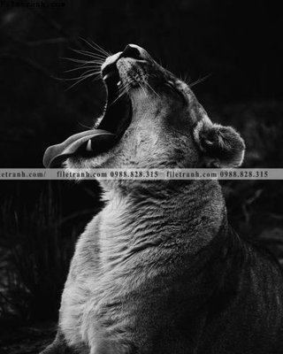 File gốc can canh chup anh dong vat den trang 269 (trang trí) phòng ngủ