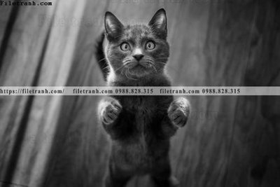 File tranh can canh chup anh dong vat den trang 270 (ảnh gốc) không bị mờ