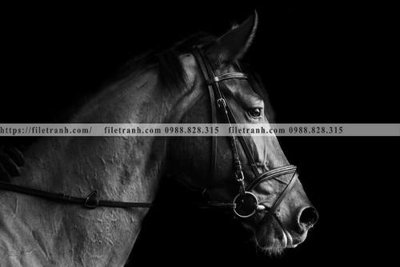 File in lụa can canh chup anh dong vat den trang 271 (hoa văn) can canh chup anh dong vat den trang 271