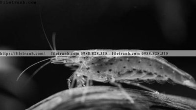 Hình ảnh file gốc in trần nhà can canh chup anh dong vat den trang 272