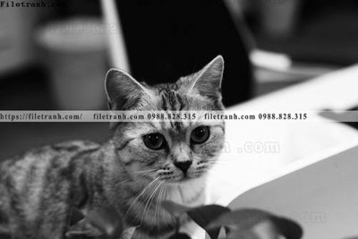 Ảnh gốc can canh chup anh dong vat den trang 275 (độ nét cao) in mica