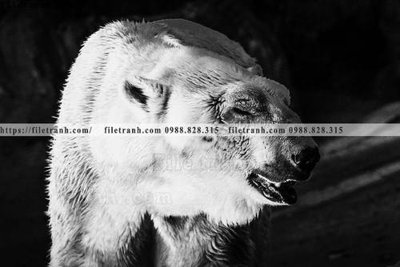 Download file gốc can canh chup anh dong vat den trang 277 (in mica) 3D