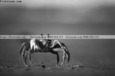 File tranh can canh chup anh dong vat den trang 283 (ảnh gốc) độ nét vượt trội