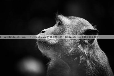 File in trần can canh chup anh dong vat den trang 292 (file gốc) chủ đề vũ trụ