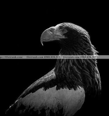 Download file can canh chup anh dong vat den trang 293 (gốc) in mica bàn thờ