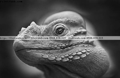 File tranh in trần can canh chup anh dong vat den trang 294 (ảnh gốc siêu nét)