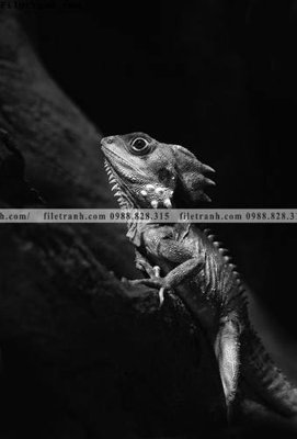 File in mica can canh chup anh dong vat den trang 295 (bản gốc) sắc sảo