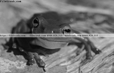 File gốc can canh chup anh dong vat den trang 296 (PNG) trong suốt (transparent)