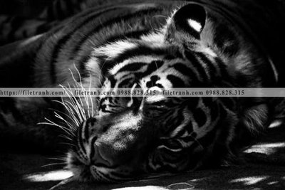 File in trần can canh chup anh dong vat den trang 297 (bản gốc) hoa văn