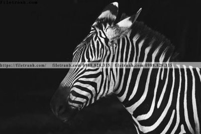 Tải file can canh chup anh dong vat den trang 298 (gốc) in tranh tráng gương