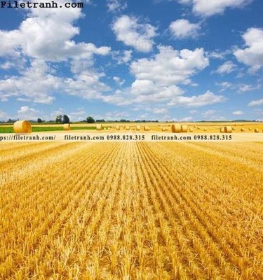 Download file gốc canh dong lua mi vang 100 (in lụa) tranh 3D