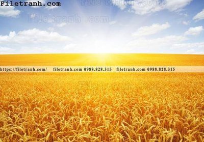 File gốc canh dong lua mi vang 103 (thiết kế) độc quyền