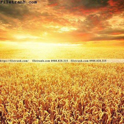 Tải file canh dong lua mi vang 104 (gốc) làm file in ấn