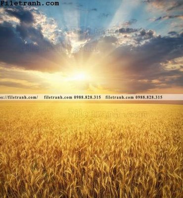 Chi tiết file gốc canh dong lua mi vang 105 (cho in tráng gương)